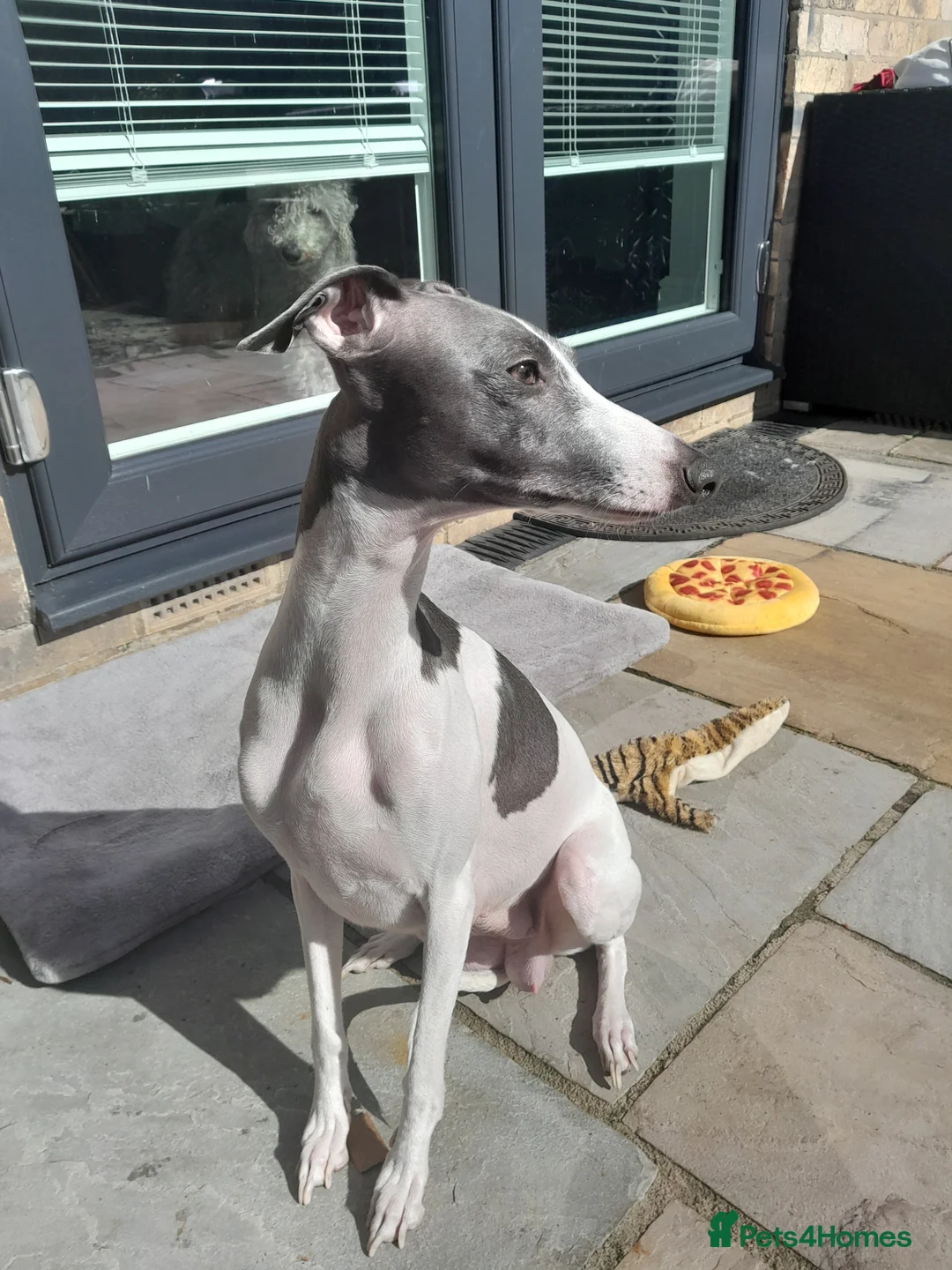 Mixed Breed dogs for sale: Wiggy - Advert 2