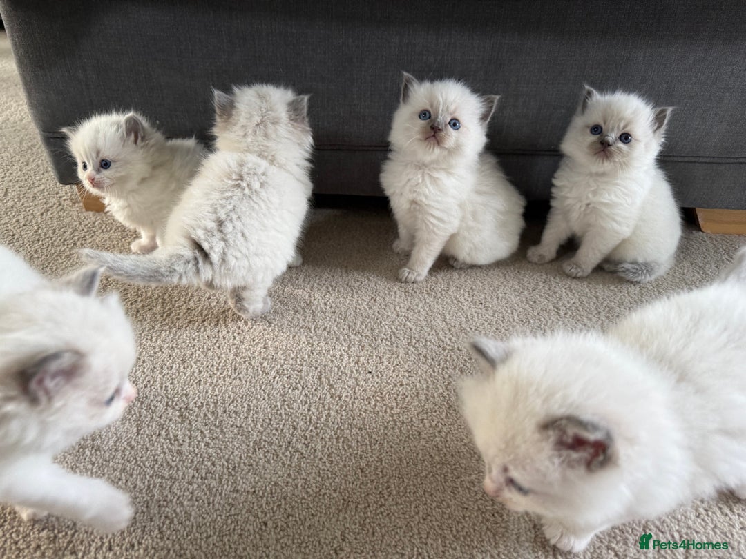 Ragdoll cats for sale: 📍1 FEMALE LEFT!🍼GCCF REGISTERED🐾 - Advert 13