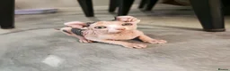 Sphynx cats for sale: Sphynx elf kittens for sale. Rare Calico girls.  - Advert 6