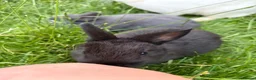 Netherland Dwarf rabbits for sale: Pure Netherland dwarf   - Advert 4