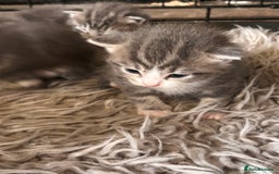 British Longhair cats for sale: British blue cross ragdoll kittens - Image 3