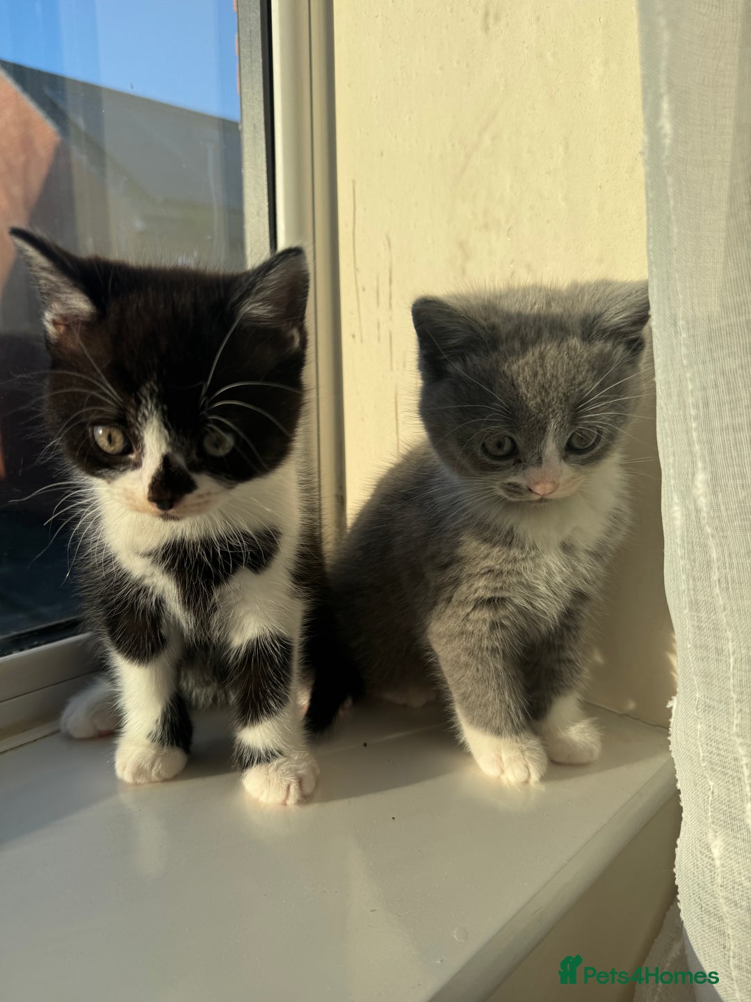 British Shorthair cats for sale: Playful British Shorthair Kittens  - Advert 6