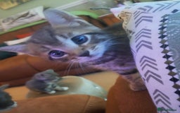 Mixed Breed cats for sale: 2 BEAUTIFUL BOY KITTENS AVAILABLE  - Image 14