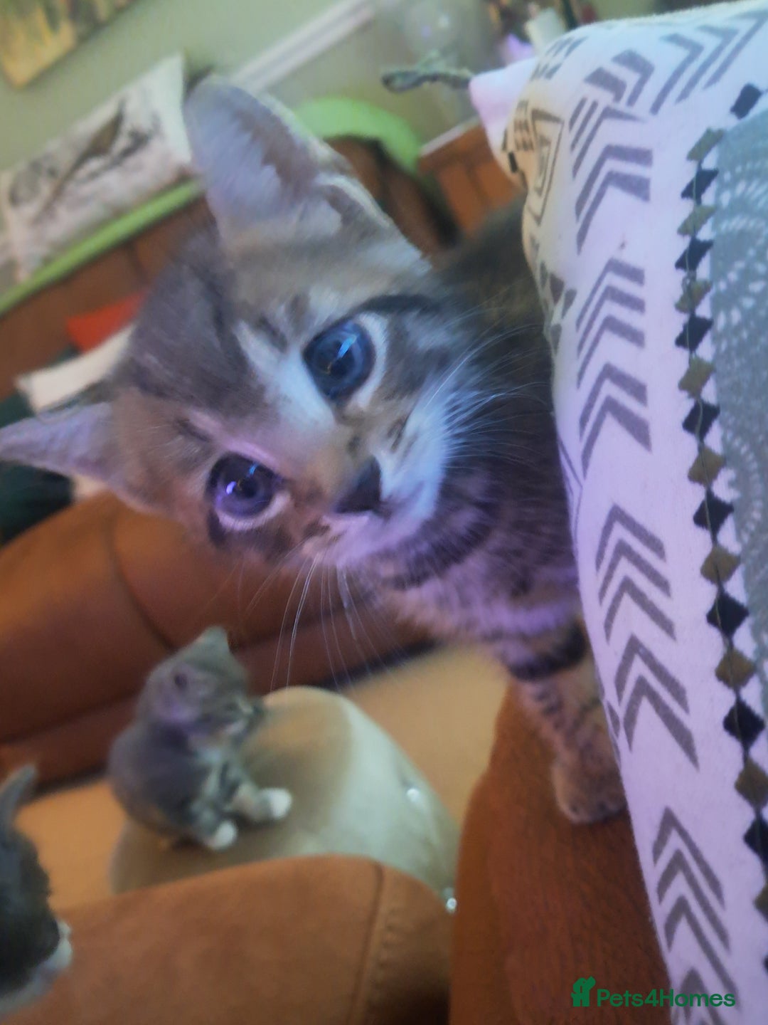 Mixed Breed cats for sale: 2 BEAUTIFUL BOY KITTENS AVAILABLE  - Image 14