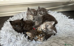 Maine Coon cats for sale: XXL Maine Coon Kittens Double TICA Champion lines  - Image 5