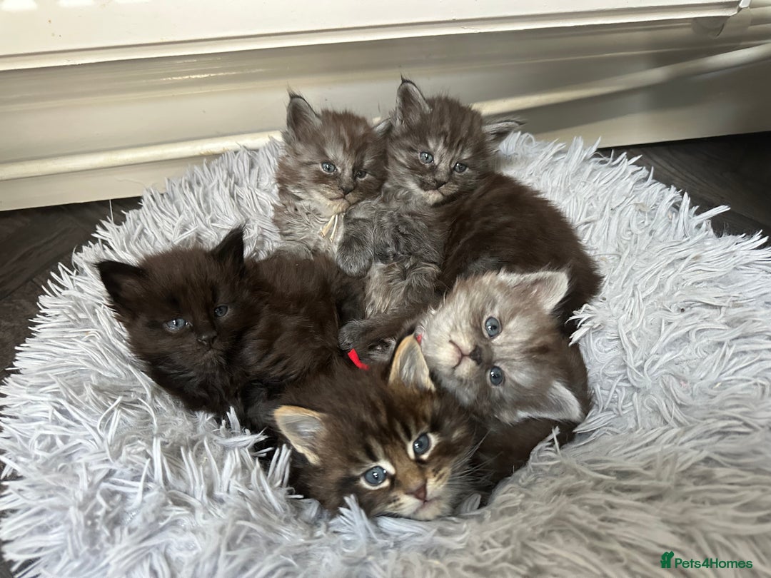 Maine Coon cats for sale: XXL Maine Coon Kittens Double TICA Champion lines  - Image 5