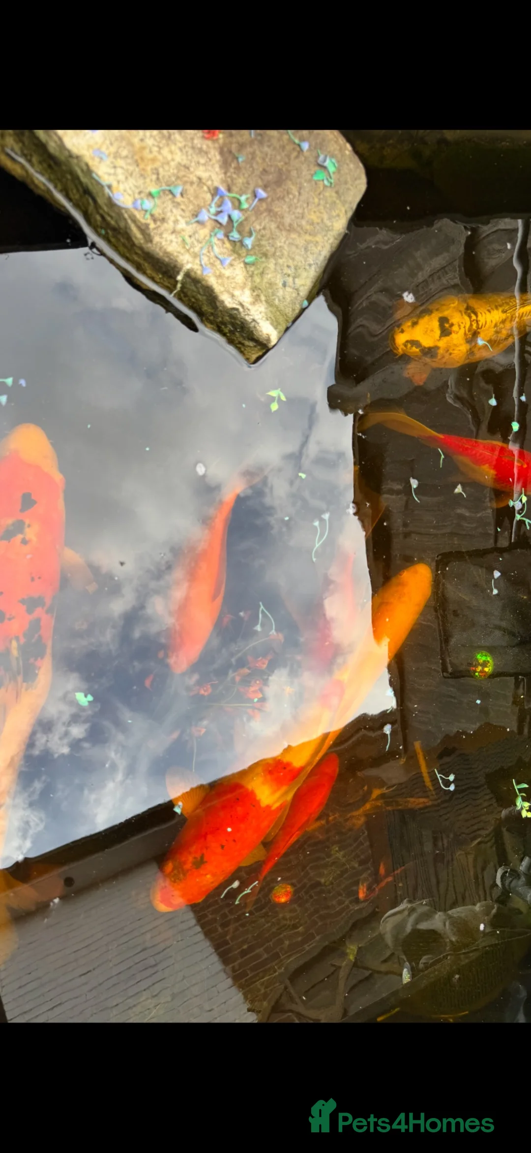 Koi Carp fish for sale: Koi carp x 4 1 grass carp 2 tri goldfish 7 fish  - Advert 13