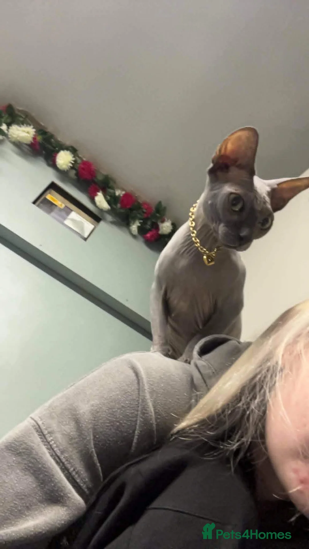 Sphynx cats for sale: 4 Year old sphynx cat for sale - Advert 2