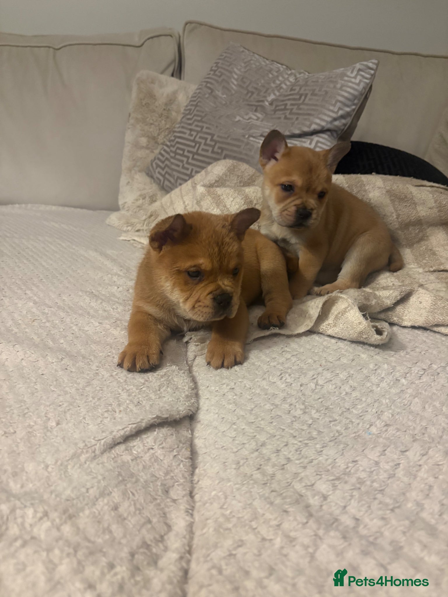 Mixed Breed dogs ** BEAR COAT FRENCHIES ** - Advert 12