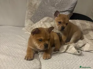 Mixed Breed dogs ** BEAR COAT FRENCHIES ** - Advert 12