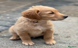 Golden Retriever dogs for sale: KC Registered Golden Retrievers puppies. - Image 9