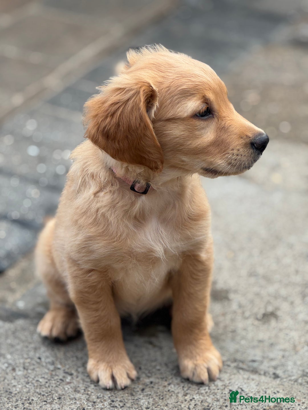 Golden Retriever dogs for sale: KC Registered Golden Retrievers puppies. - Image 9