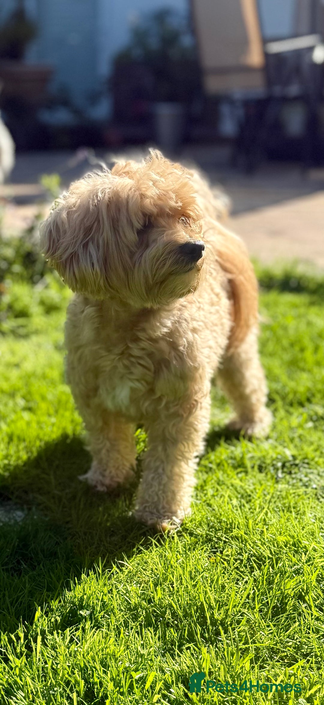 Maltipoo dogs for stud: Make dog offered for stud - Image 3