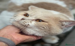 British Shorthair cats for stud: Russian import cream bi (odd eye carrier) - Image 1