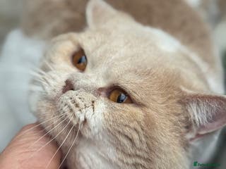 British Shorthair cats Russian import cream bi - Advert 5