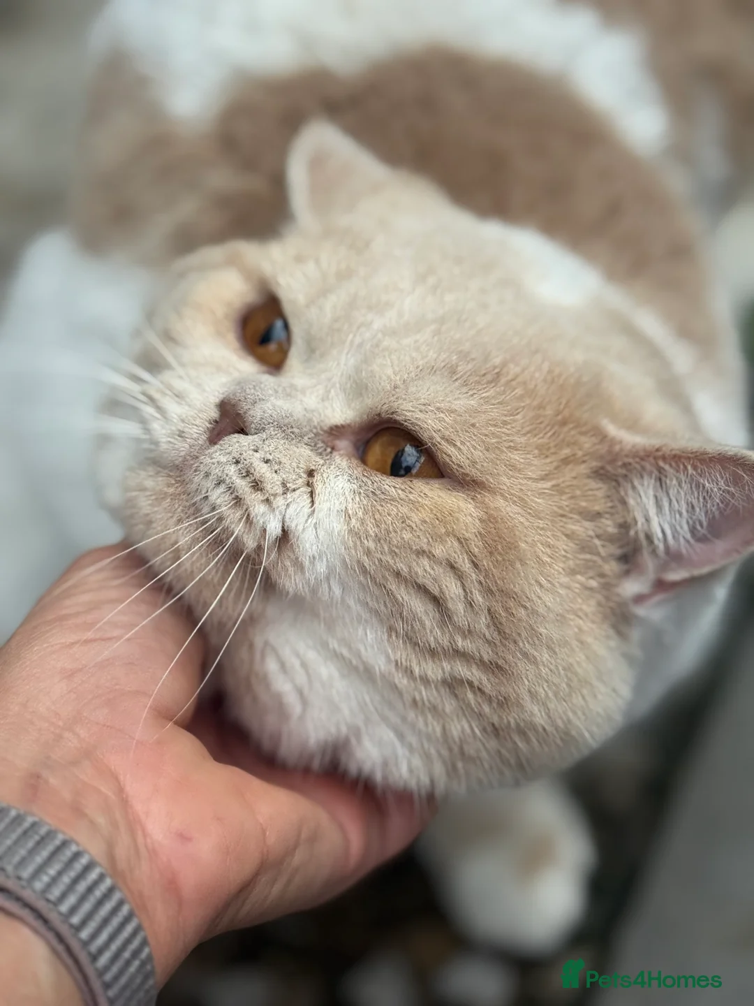 British Shorthair cats for stud: Russian import cream bi - Advert 1