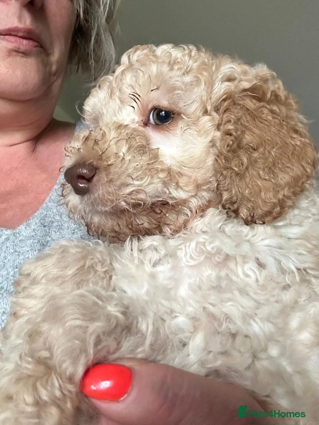 Australian Labradoodle dogs for sale: Miniature Australian Labradoodle Puppies READY May - Advert 2