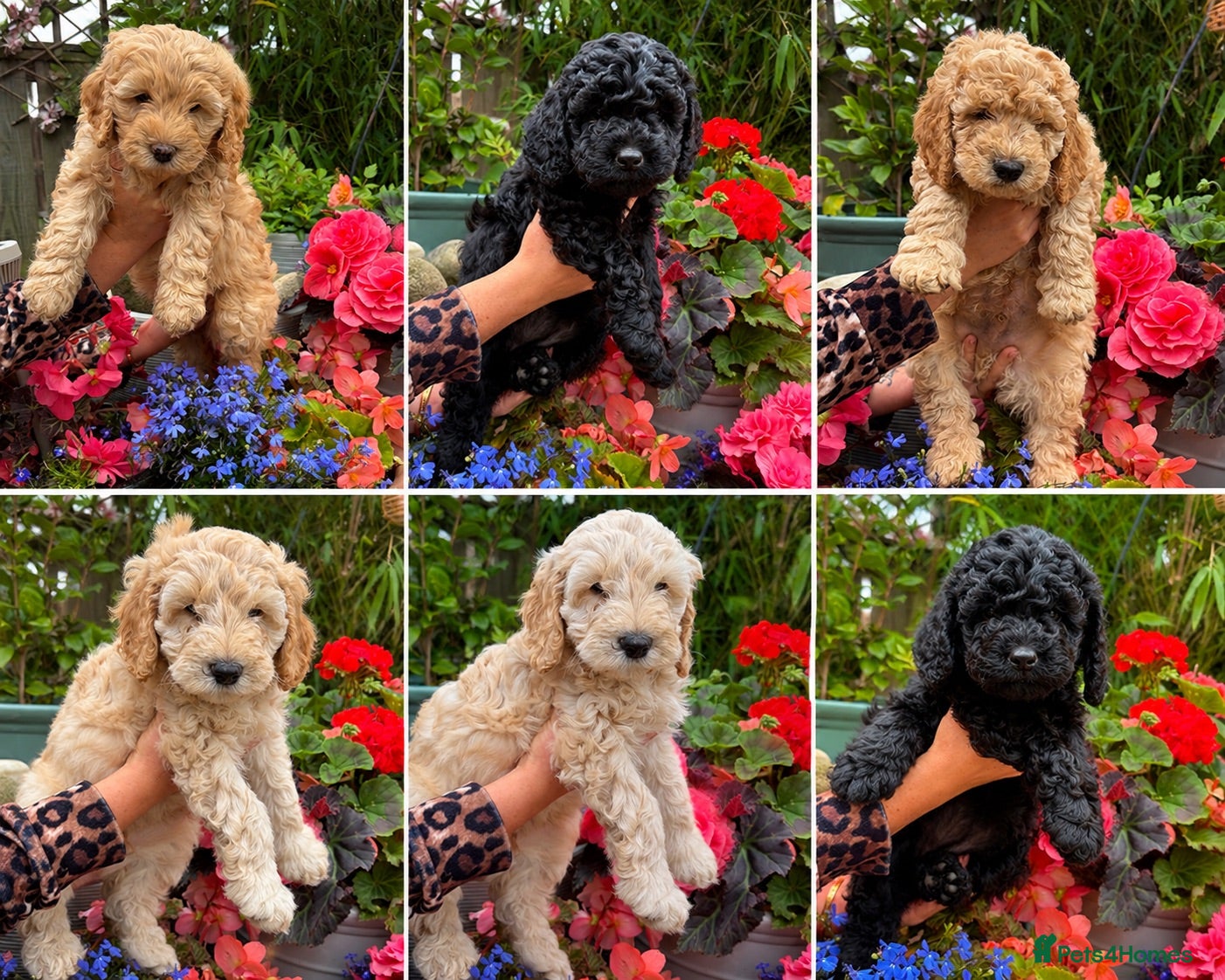 Cockapoo dogs Cockapoo F1B - 3/4 Toy Poodle puppies - Advert 4