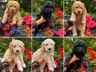 Cockapoo dogs Cockapoo F1B - 3/4 Toy Poodle puppies - Advert 4