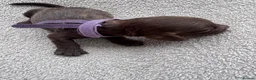 Cockapoo dogs for sale: F2 Cockapoo  in Cannock - Advert 17