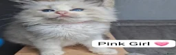 Ragdoll cats for sale: Luxury Blue Bicolour Girls - Advert 6