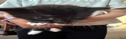 Mixed Breed cats for sale: Beautiful black and white kittens  in Bristol - Advert 9
