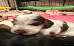 Cocker Spaniel dogs for sale: Kc registered show type cocker spaniel puppies - Image 2