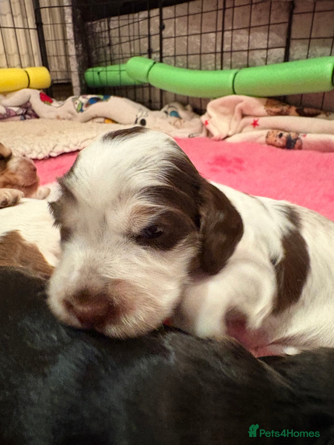 Cocker Spaniel dogs for sale: Kc registered show type cocker spaniel puppies - Image 2