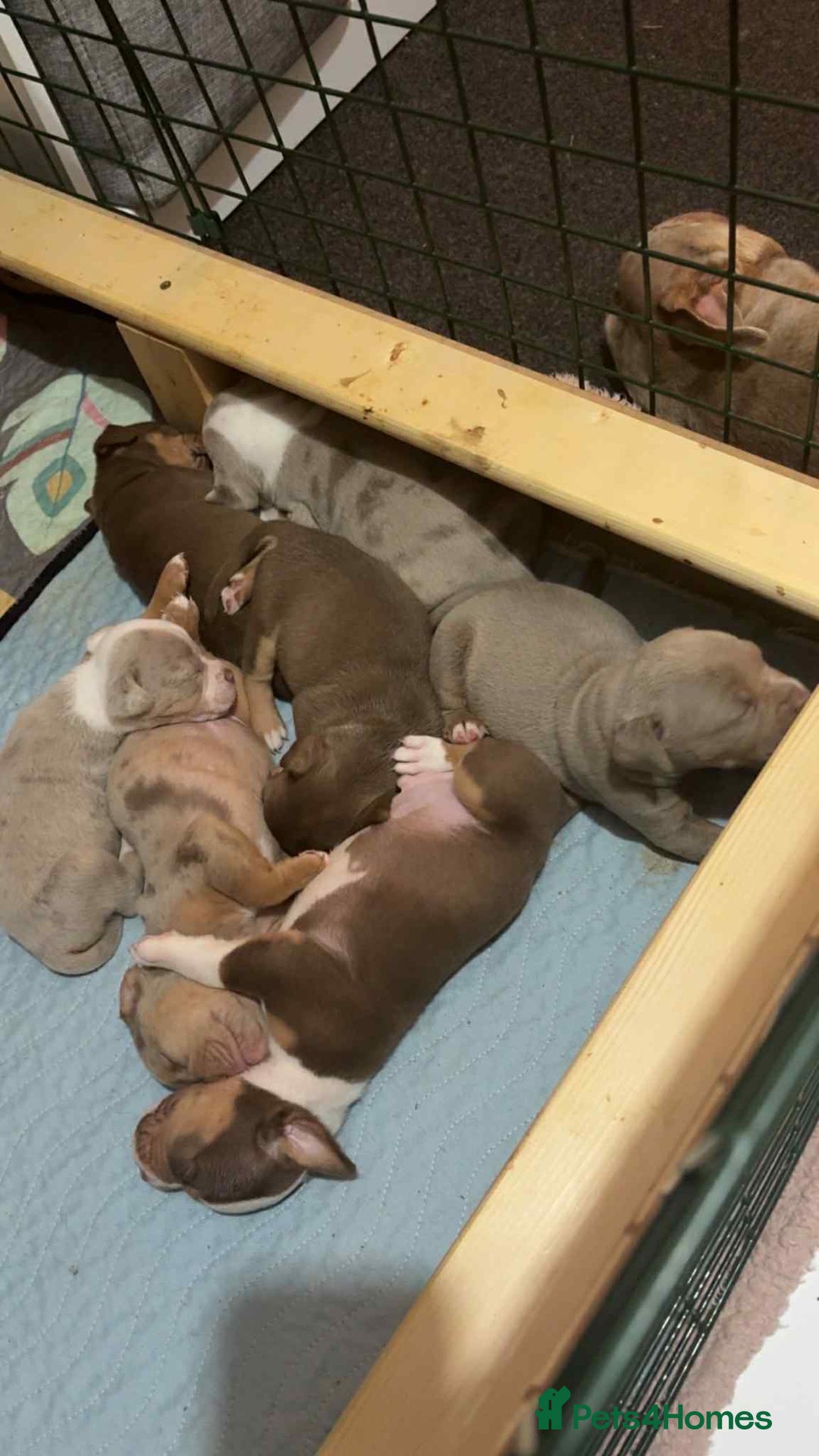 Olde English Bulldogge dogs for sale: Olde English bulldog puppies READY NOW  - Advert 7