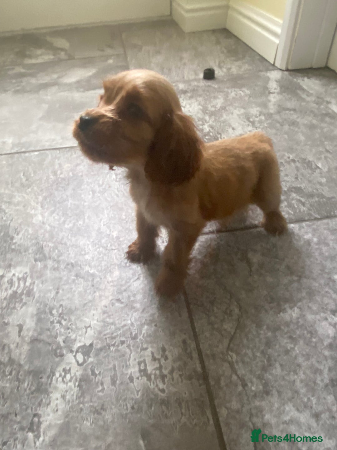 Cocker Spaniel dogs for sale: OUT STANDING GOLDEN SHOW TYPE COCKER SPANIEL  - Image 36