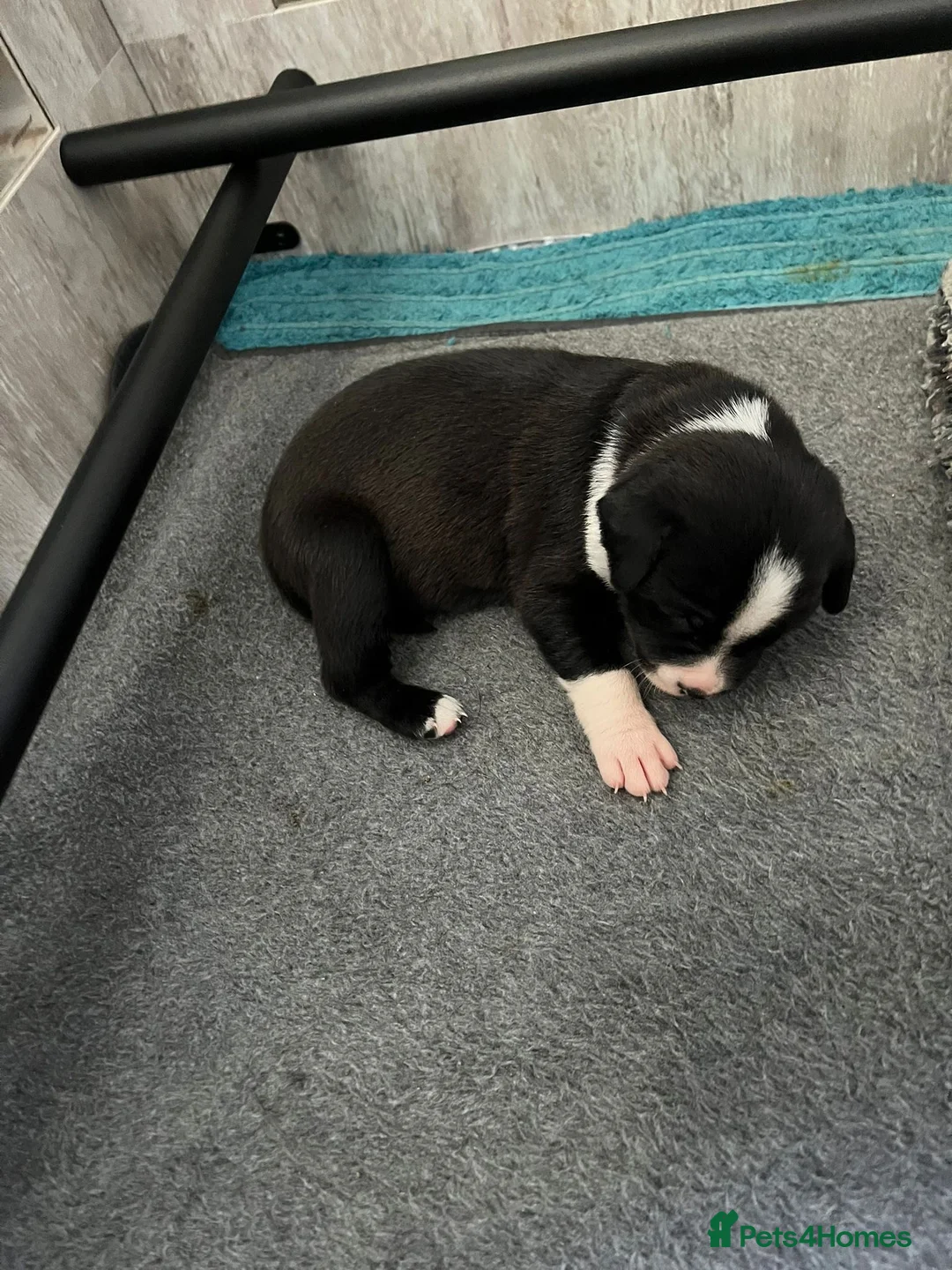 Mixed Breed dogs for sale: Puppies  - Advert 2