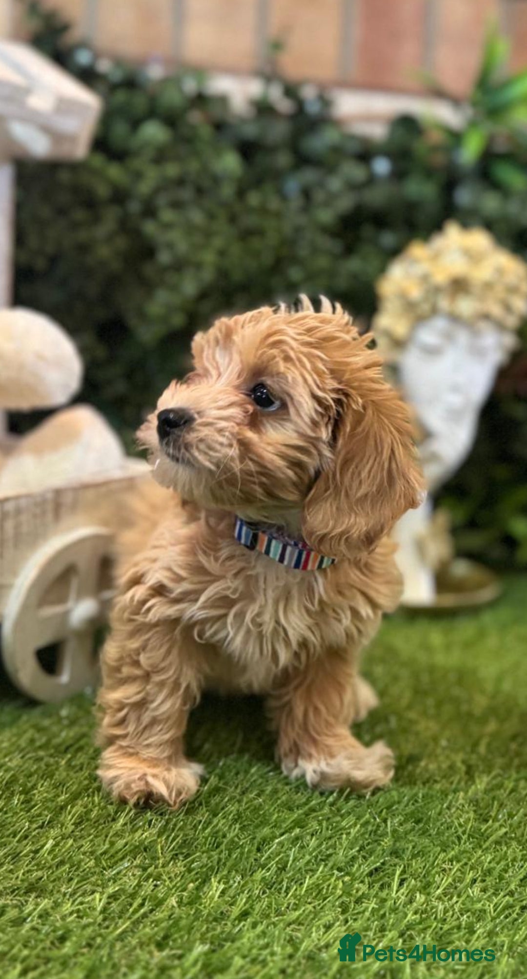 Maltipoo dogs for sale: Beautiful Korean Maltipoo Puppies–3 Girls &2 Boys  - Advert 12