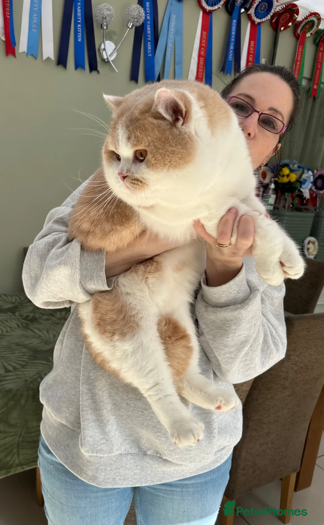British Shorthair cats for sale: Stunning British Shorthair kittens  - Advert 1