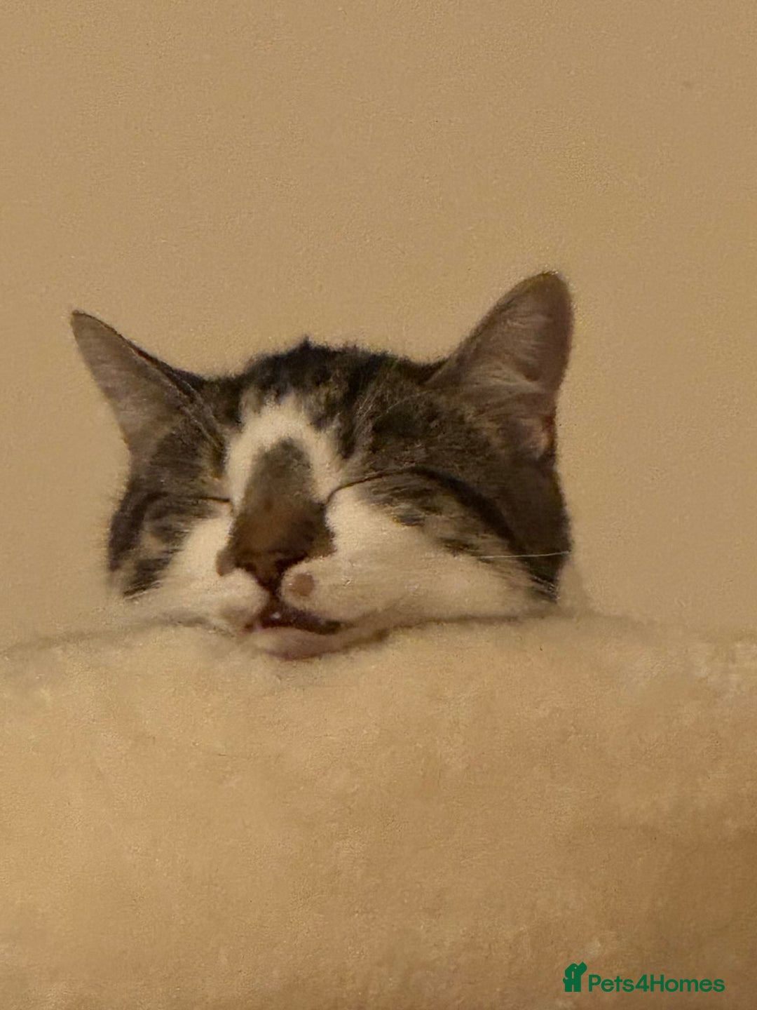 Domestic Shorthair cats for sale: Two Bonded Siblings for Sale - Advert 9