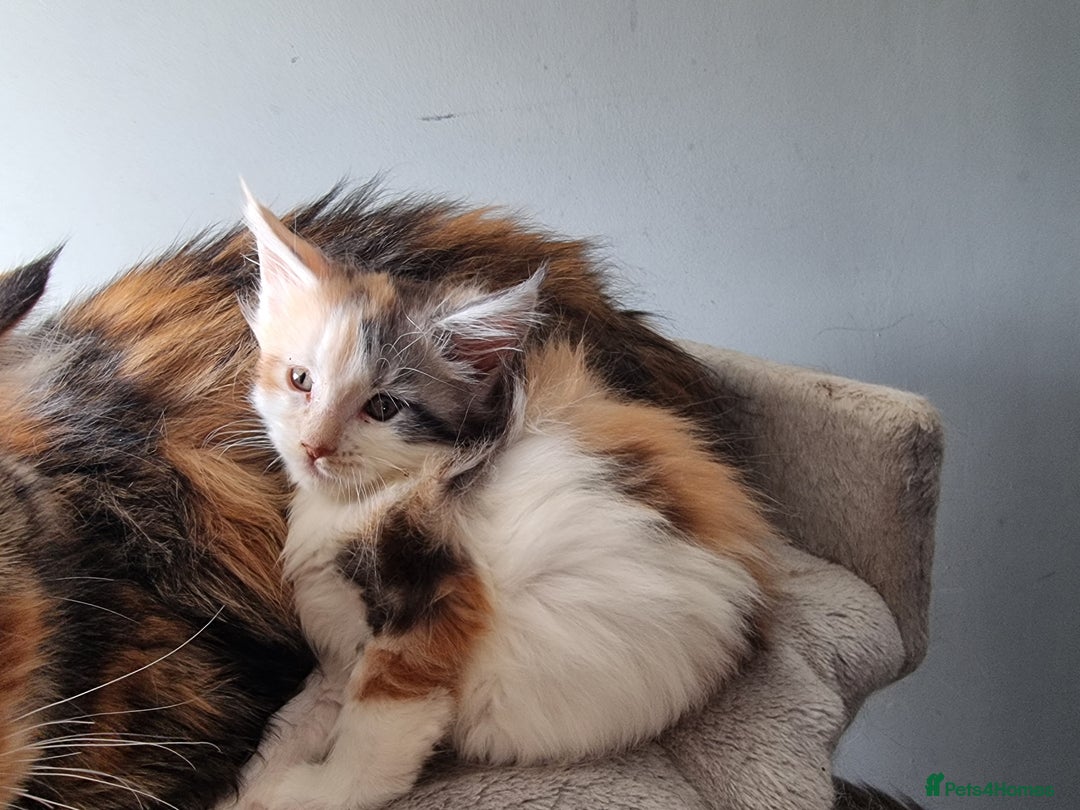 Maine Coon cats for sale: Beautiful Maine Coon kittens  - Image 13