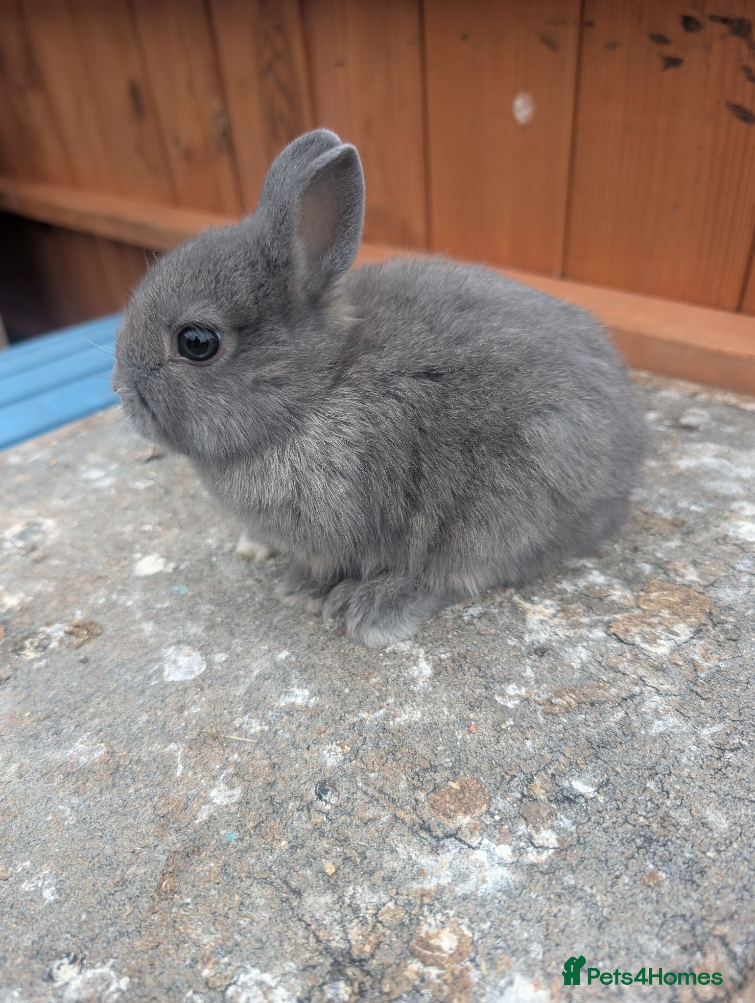 Netherland Dwarf rabbits Netherland dwarf baby's  - Advert 1