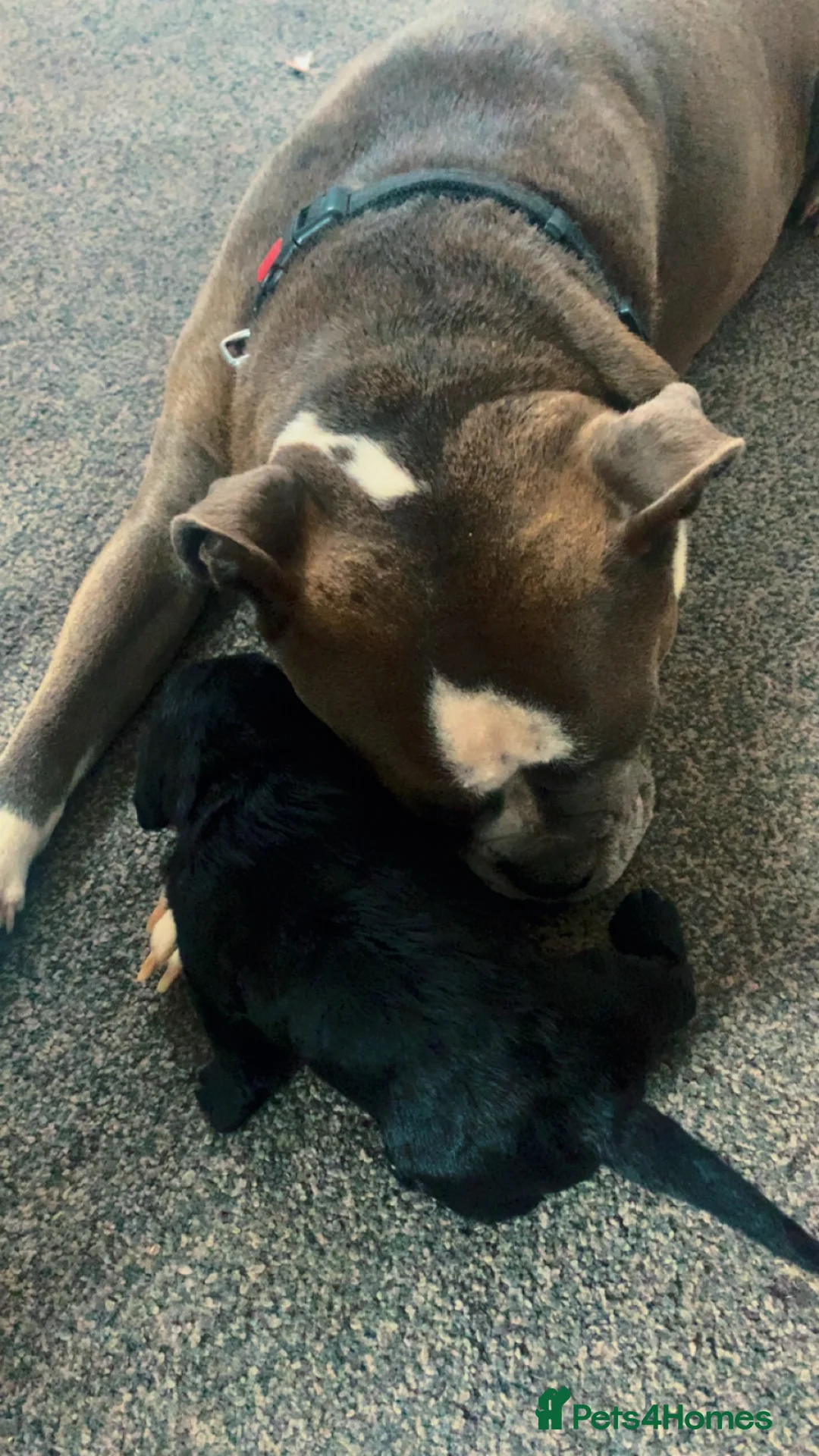 Mixed Breed dogs for sale: Cocker bulls in Peterlee - Advert 2