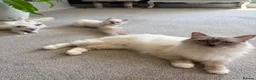 Ragdoll cats for sale: Rare Lilac Grand Champion Excellent Pedigree  - Advert 21
