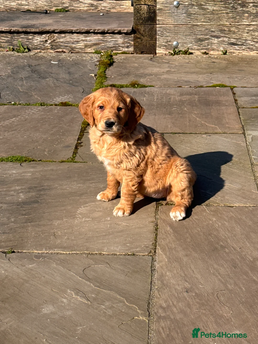 Golden Retriever dogs for sale: GORGEOUS GOLDEN RETRIEVERS - Advert 17