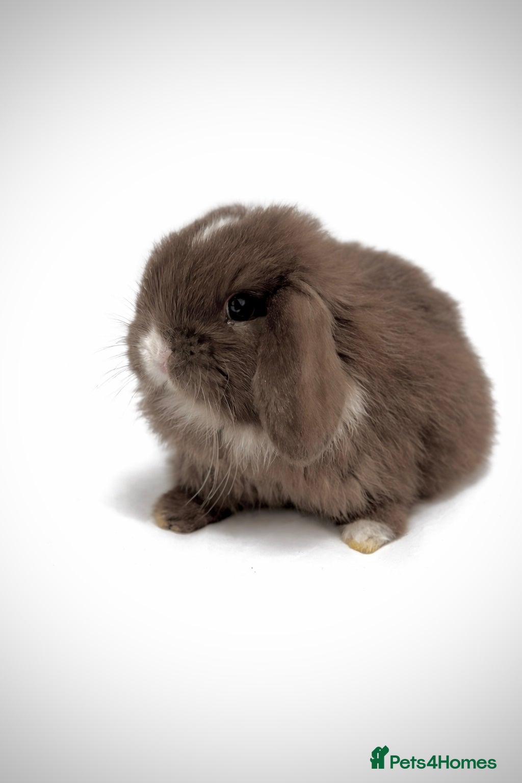 Mini Lop rabbits Beautiful pure mini lops - Advert 5