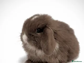 Mini Lop rabbits Beautiful pure mini lops - Advert 5