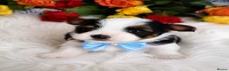 Biewer Terrier dogs for sale: 2 amaizing boys Amorek&Armani - Advert 5