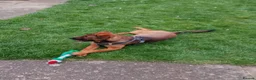 Mixed Breed dogs for sale: Gorgeous Belgian Malinois x for sale £600  - Advert 4
