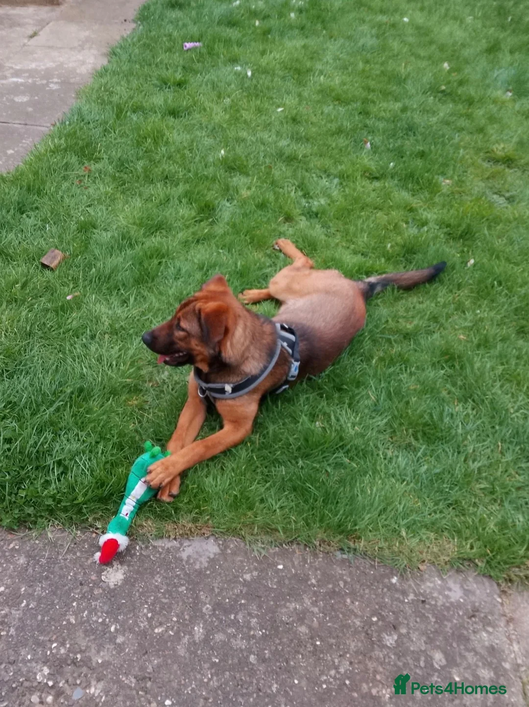 Mixed Breed dogs for sale: Gorgeous Belgian Malinois x for sale £600  - Advert 4