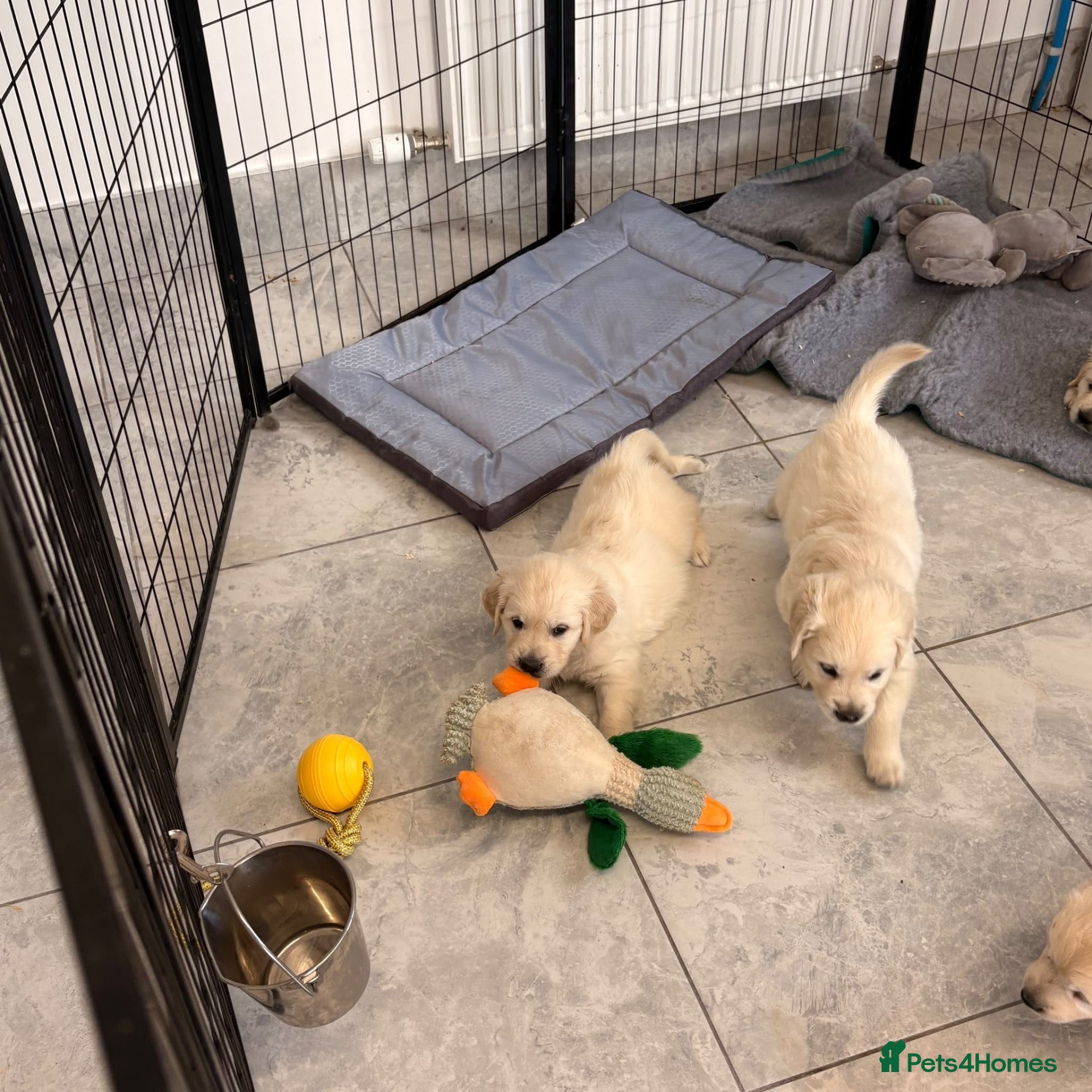 Golden Retriever dogs Kc registered fully health tested parents  - Advert 2