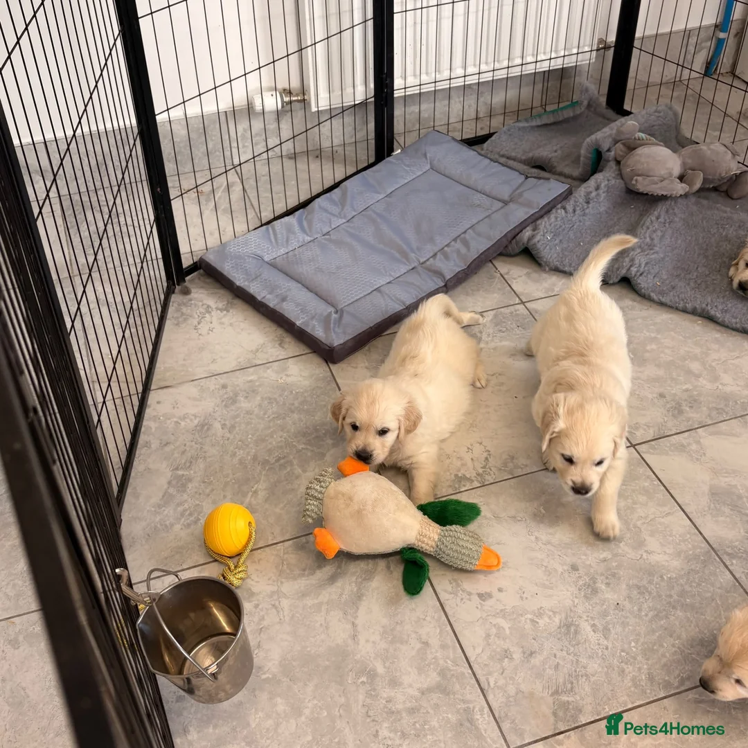 Golden Retriever dogs for sale: Kc registered fully health tested parents  - Advert 2