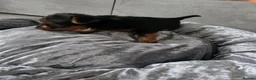 Yorkshire Terrier dogs for sale: 💕Beautiful Yorkshire Terrier Puppies 💕 - Advert 15