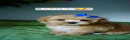 Maltipoo dogs for sale: Exceptional F1 Asian Maltipoo puppies - Advert 7