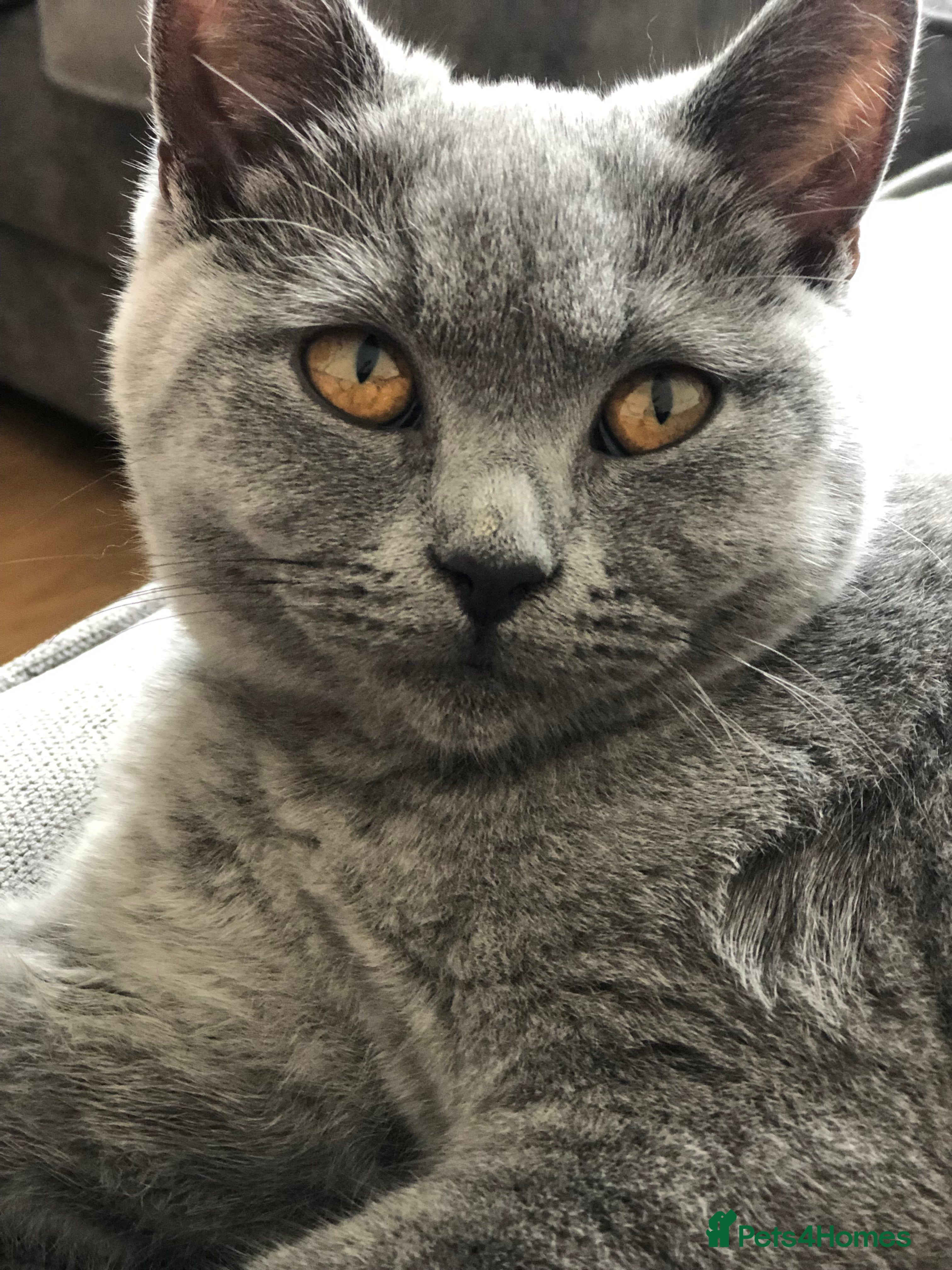 British Shorthair cats BSH SISTERS £300 for pair  - Advert 15