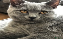 British Shorthair cats for sale: BSH SISTERS  - Image 1
